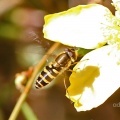 Syrphus torvus, female, hoverfly, Alan Prowse